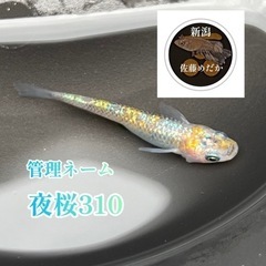 各種メダカ                                               メダカ：卵～針子～稚魚：その他：貝～エビ～水草：◎餌◎：マイクロワーム：タマミジンコ 大陸ミジンコの画像