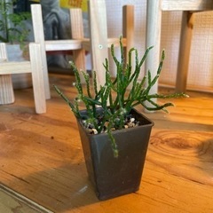カスッサ　ミニ観葉植物　多肉植物　リプサリス