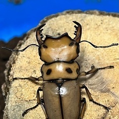 クワガタ幼虫4種類セットの画像