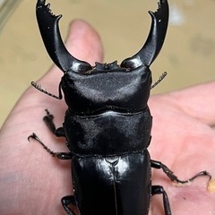 クワガタ幼虫4種類セットの画像