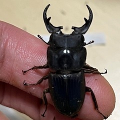 クワガタ幼虫4種類セットの画像