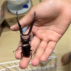 クワガタ幼虫4種類セット