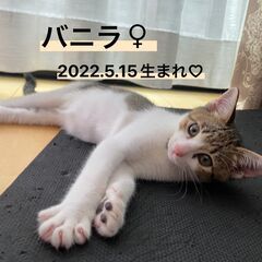 可愛いシロキジ３兄弟バニラちゃん