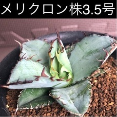 アガベ チタノタ ブラックアンドブルー⑤ 3.5号鉢