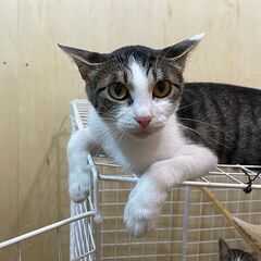 毛がフワッフワのかわいいメスのキジ白ムーちゃんです