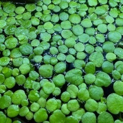 水草　アマゾンフロッグピット