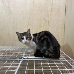 毛がフワッフワのかわいいメスのキジ白です
