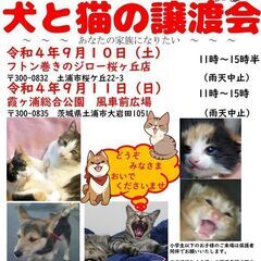 ９月１０日　フトン巻きマルシェ内犬猫譲渡会