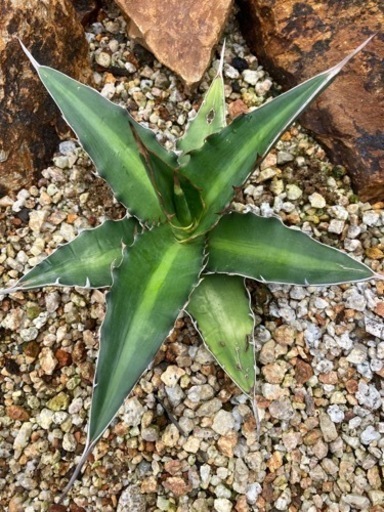 キシロナカンサ　チタノタ　ハイブリッド