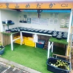 里山めだかの無人販売所　タマミジンコとエビ　8月31日　出品状況