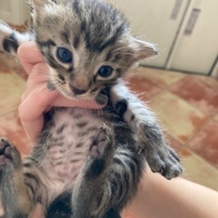 生後2ヶ月の可愛い子猫たち5匹 - 猫