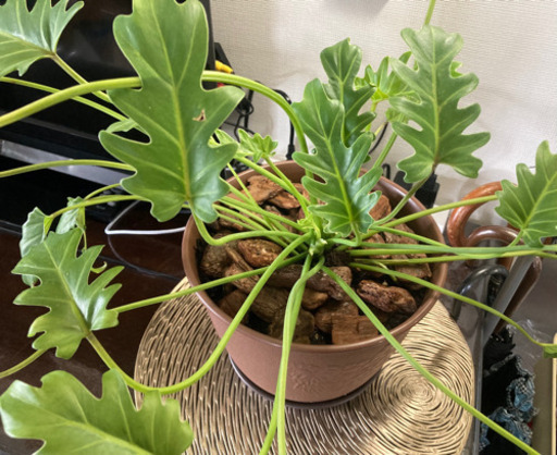 【取引終了】観葉植物 フィロデンドロン・セローム