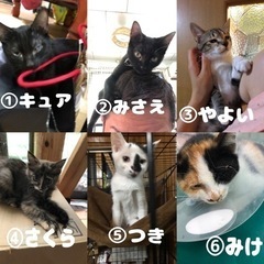 子猫里親募集中
