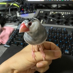 文鳥の迷い鳥を探しています