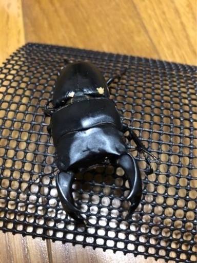 【配送可】クワカブ詰め合わせ！　1個限定