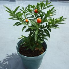 ユッカ、フユサンゴ、アロエ、オリズルランの４種の植木をセットでいかがですかの画像