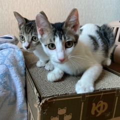 キャットビレッジオープンデー - その他