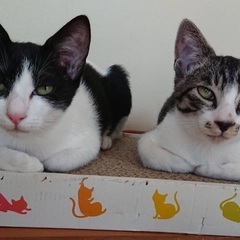 キャットビレッジオープンデー
