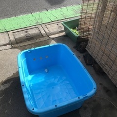 舟めだか亀