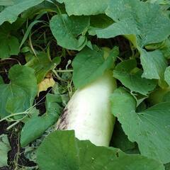 格安で野菜色々詰め合わせ【取引中】の画像