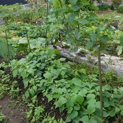 格安で野菜色々詰め合わせ【取引中】の画像