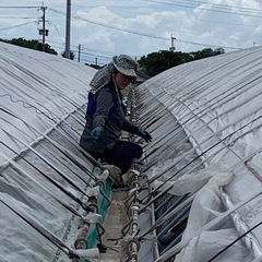 明日　ビニールハウスの張り替え作業時給1,000円