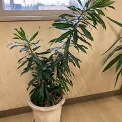 観葉植物 (ドラセナ)