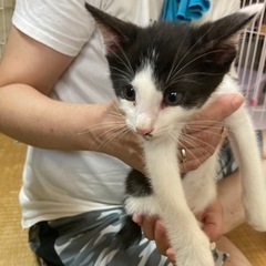 ハチワレオス