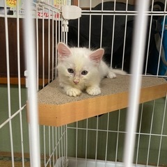 白ふわふわ子猫一旦問い合わせ中止します