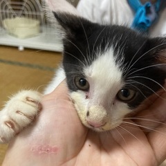 ハチワレオスネコ