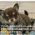ランキングキーワードに紐づく投稿画像-子犬