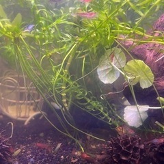 シュリンプ10匹水草あげます