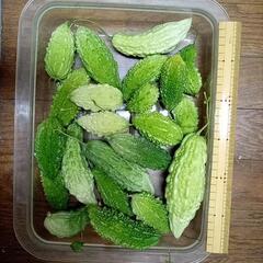 色々ゴーヤセット①　お試し価格　サラダゴーヤ　白ゴーヤ　あばしゴ...