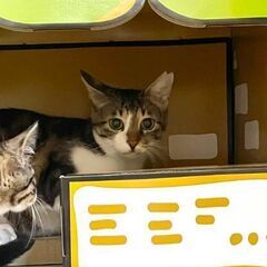 ９月3日（土)三鷹で猫の譲渡会💕💕子育てが終わった優しいママ　2...