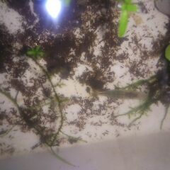 ミナミヌマエビ飼育スターターセット　（飼育容器　飼育水　親エビ　稚エビ　水草　他）の画像