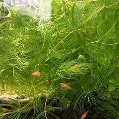 ☆熱帯魚☆レッドプラティ（レッドムーン）幼魚の画像