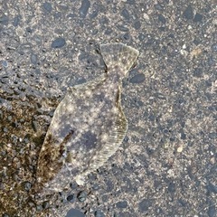 【ヒラメ】【キジハタ】一緒に海釣りしましょう！！ − 群馬県