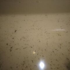 ミナミヌマエビ飼育スターターセット　（飼育容器　飼育水　親エビ　稚エビ　水草　他）の画像