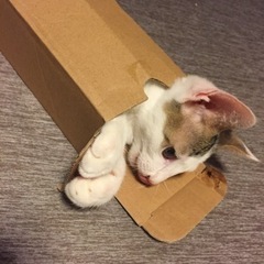 写真更新🐾4ヶ月位の元気いっぱい男の子