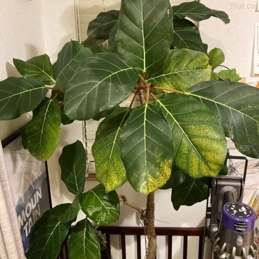 アフリカンプリンス　観葉植物