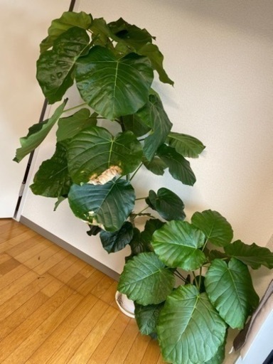 ウンベラータ 鉢付き 160cm