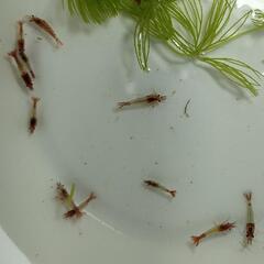 残り数名の方　チェリーシュリンプ🦐イエロー,オレンジ,,ルリー,...