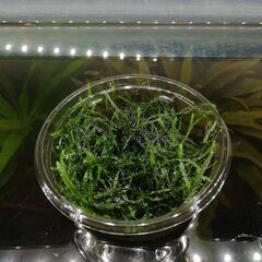 ウィローモス　2カップの画像