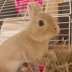 【里親決まりました】ネザーランドドワーフ3歳8ヶ月♂