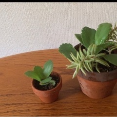 マザーリーフ寄せ植え