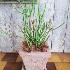 【観葉植物】 ミルクブッシュ スティックオンファイヤー　受皿付