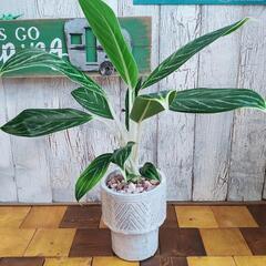 【観葉植物】アグラオネマ　スノーホワイト