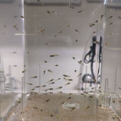 熱帯魚　グッピーの里親募集