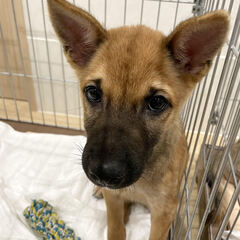【保護犬】子犬  雑種  推定3ヶ月の男の子
