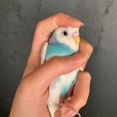 セキセイインコ　夫婦